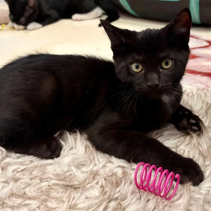 A baby small-sized male Black Domestic Short Hair cat named Buster for adoption in Hopkinton, MA