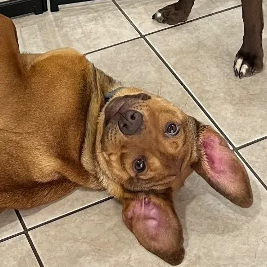 A young medium-sized female Mixed Breed dog named Blair Bear for adoption in Chelmsford, MA