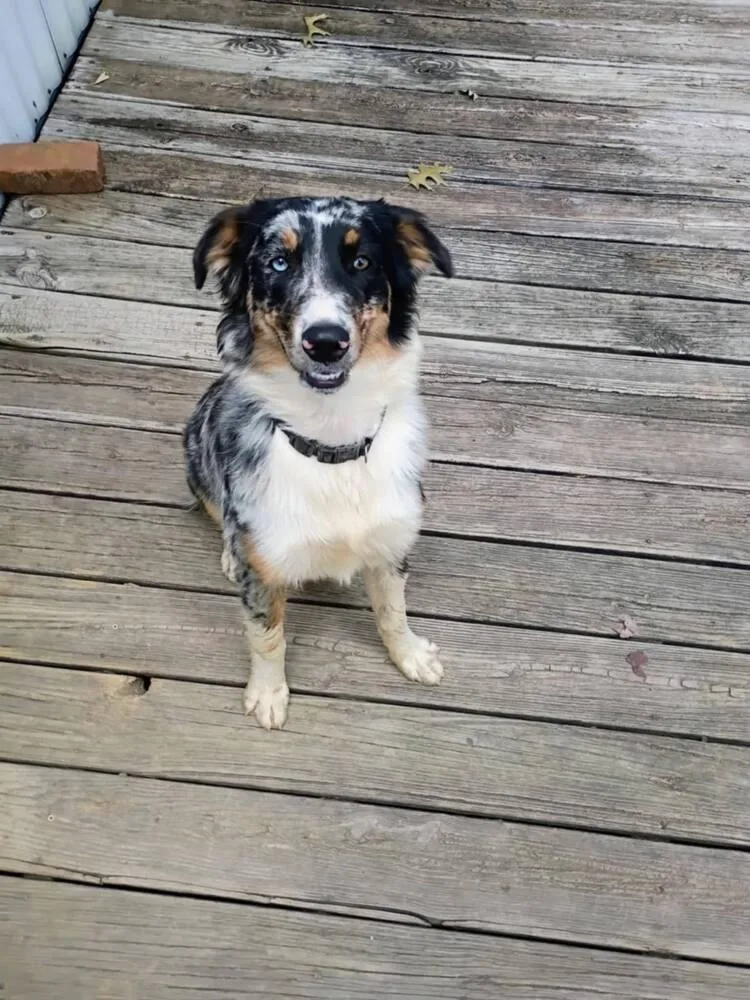 An adult large-sized female Australian Shepherd dog named Roxi Auxi for adoption in Aurora, IN