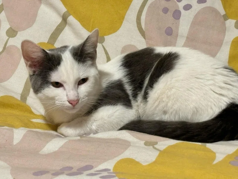 A young medium-sized female Turkish Van cat named Asha for adoption in Monrovia, CA