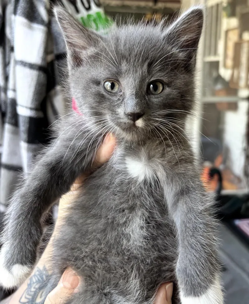 A baby small-sized male Domestic Medium Hair cat named Eli for adoption in Canton, OH