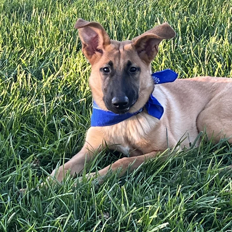 A baby large-sized male German Shepherd Dog dog named Elvis for adoption in Ellicott City, MD