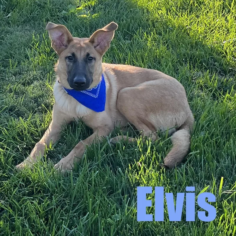 Elvis thumbnail 4