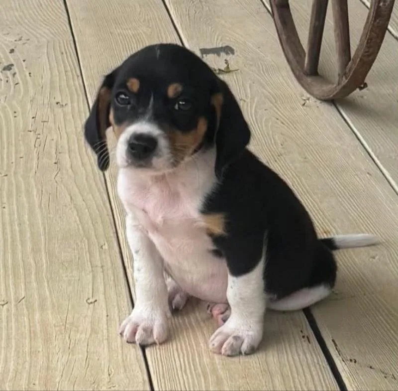 A baby medium-sized male Beagle dog named Jumper for adoption in House Springs, MO
