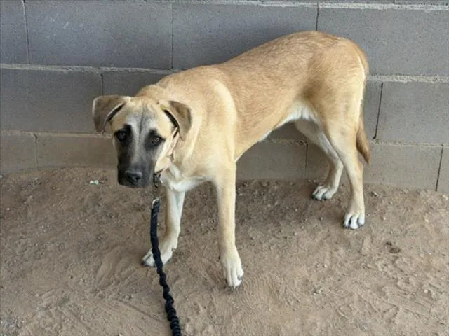 A young medium-sized female Mixed Breed dog named Brittany for adoption in Santa Fe, NM