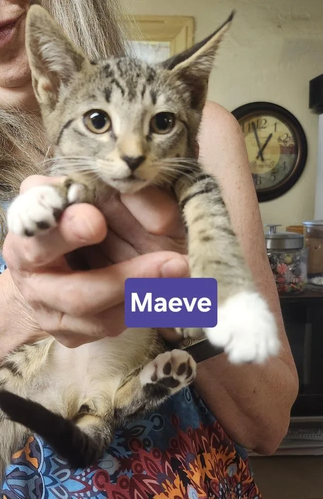 Maeve thumbnail 2