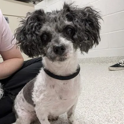 An adult small-sized female Gray / Blue / Silver Poodle dog named Dutchie for adoption in Arlington, VA