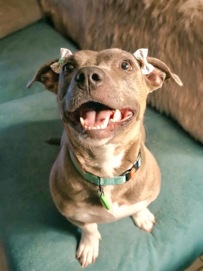 A young medium-sized female Gray / Blue / Silver Pit Bull Terrier dog named Honey Bun for adoption in Fort Worth, TX