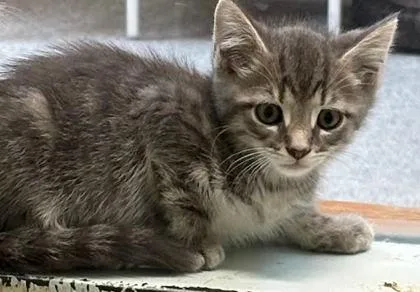 A baby medium-sized male Domestic Short Hair cat named Gravy for adoption in Washington, DC