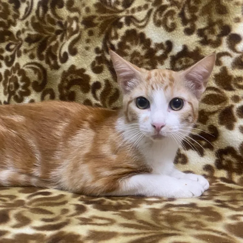 A baby small-sized male Orange / Red Domestic Short Hair cat named Treat for adoption in Brea, CA
