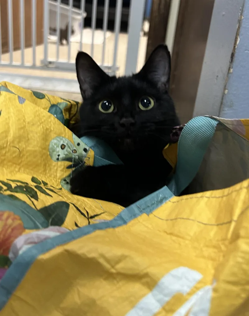 An adult medium-sized female Black Domestic Short Hair cat named Whitney Houston for adoption in Columbus, OH