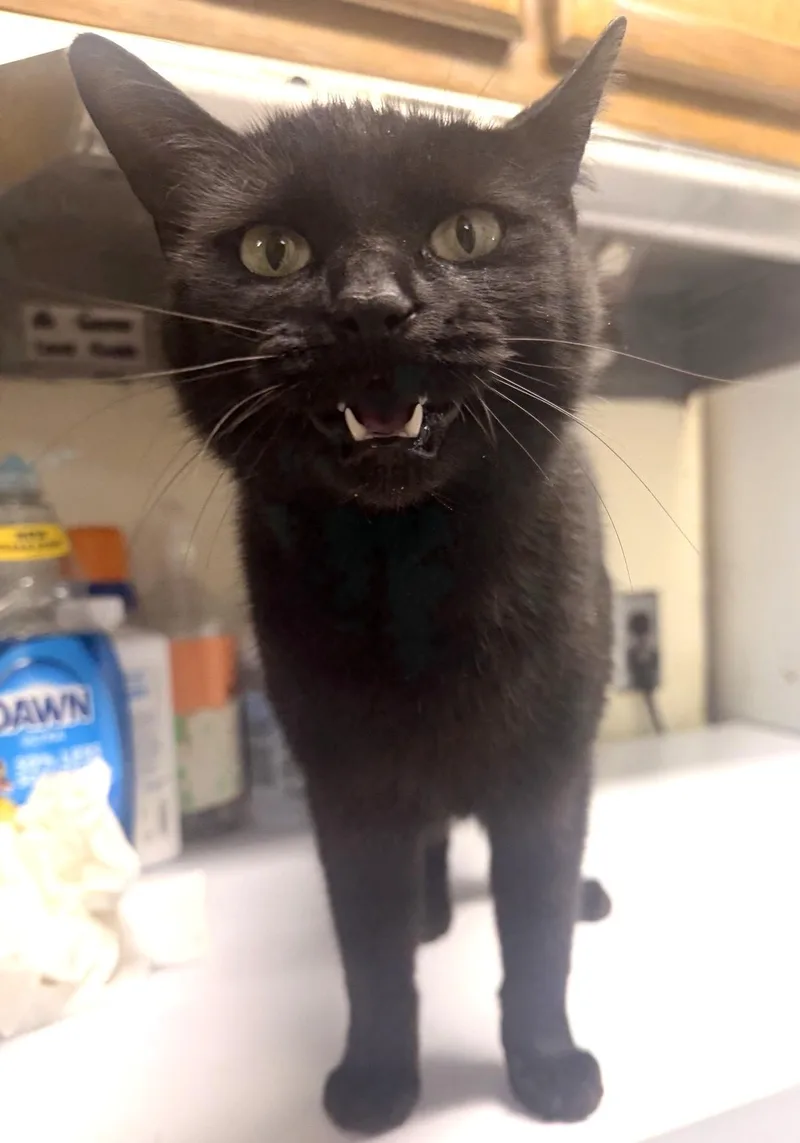 Whitney Houston thumbnail 2