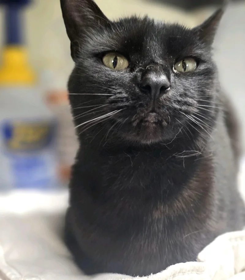 Whitney Houston thumbnail 3