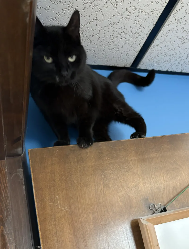 Whitney Houston thumbnail 4