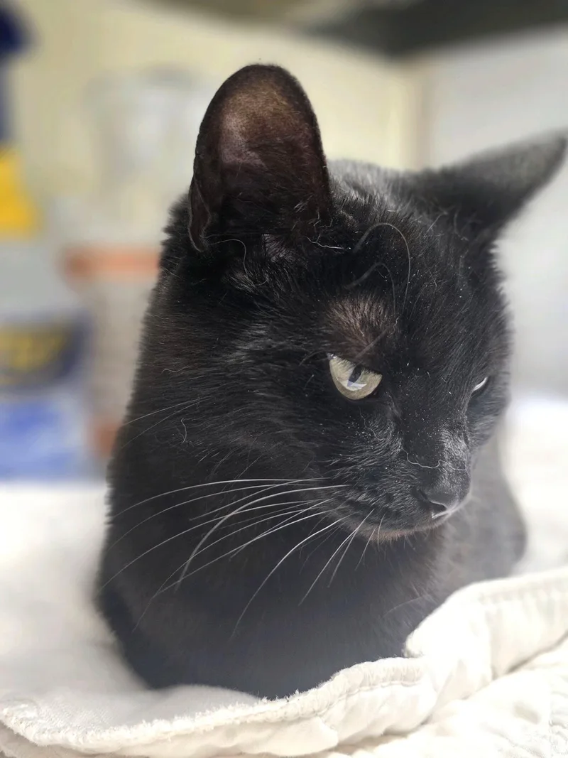 Whitney Houston thumbnail 5