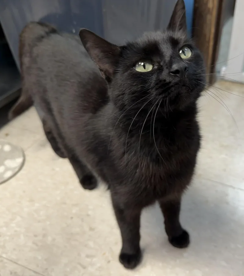 Whitney Houston thumbnail 6