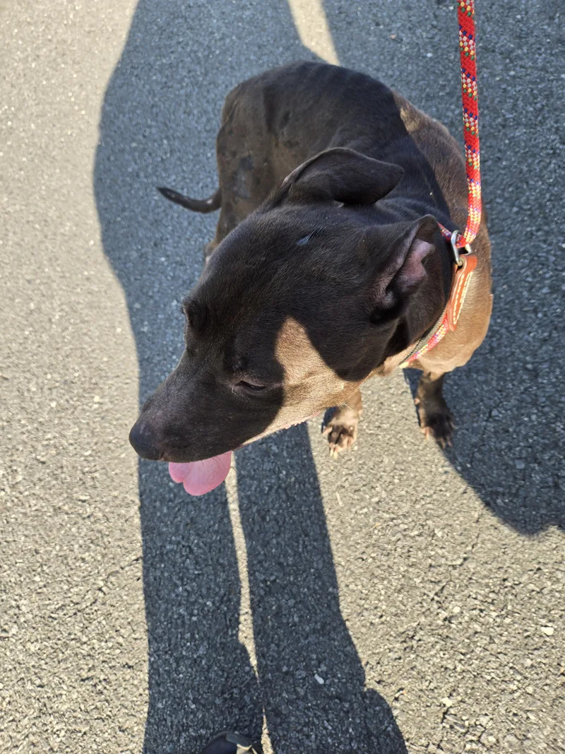 An adult medium-sized female Black Labrador Retriever dog named Juliet for adoption in Edison, NJ