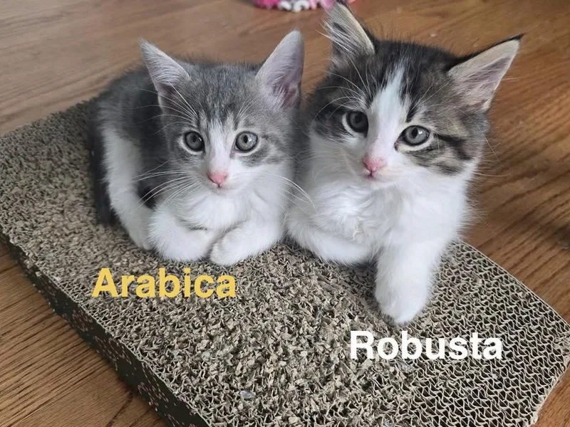 A baby small-sized male Domestic Short Hair cat named Arabica for adoption in Clarksville, TN