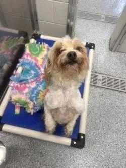 An adult small-sized female White / Cream Maltese dog named Romeo for adoption in bellefontaine, OH