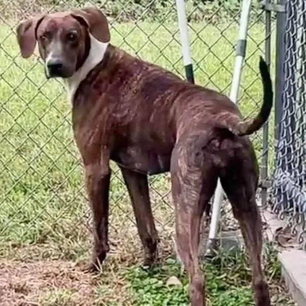 An adult large-sized female Plott Hound dog named Birdie for adoption in Fort Payne, AL