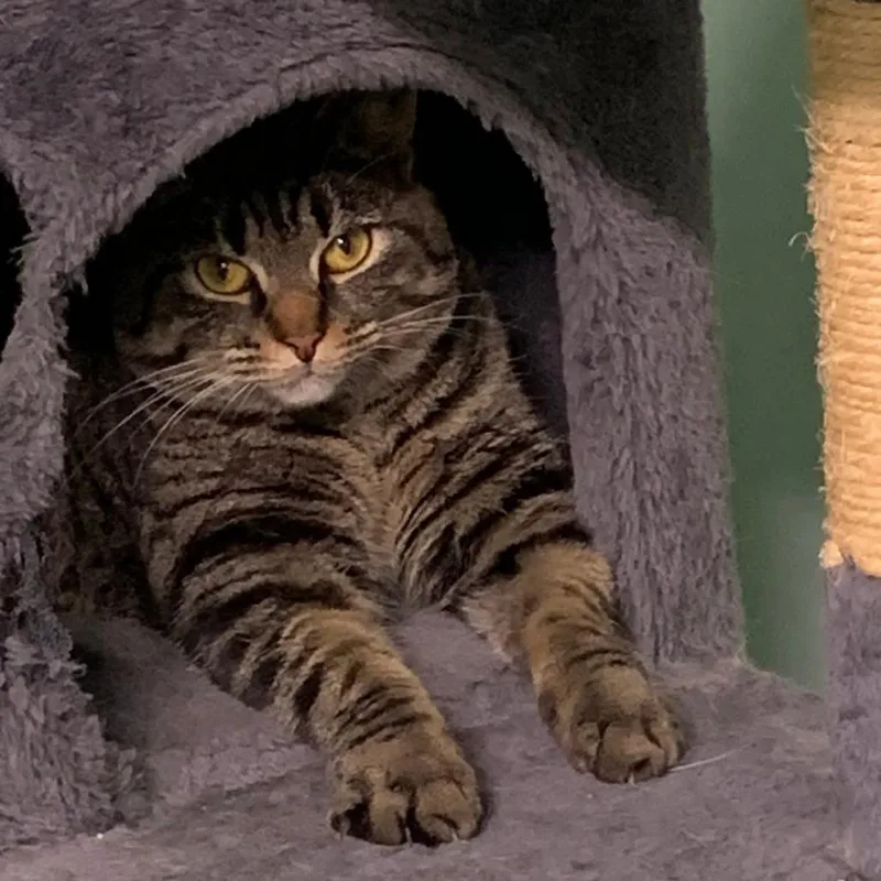 An adult medium-sized female Brown / Chocolate Domestic Short Hair cat named Babette for adoption in Abingdon, MD
