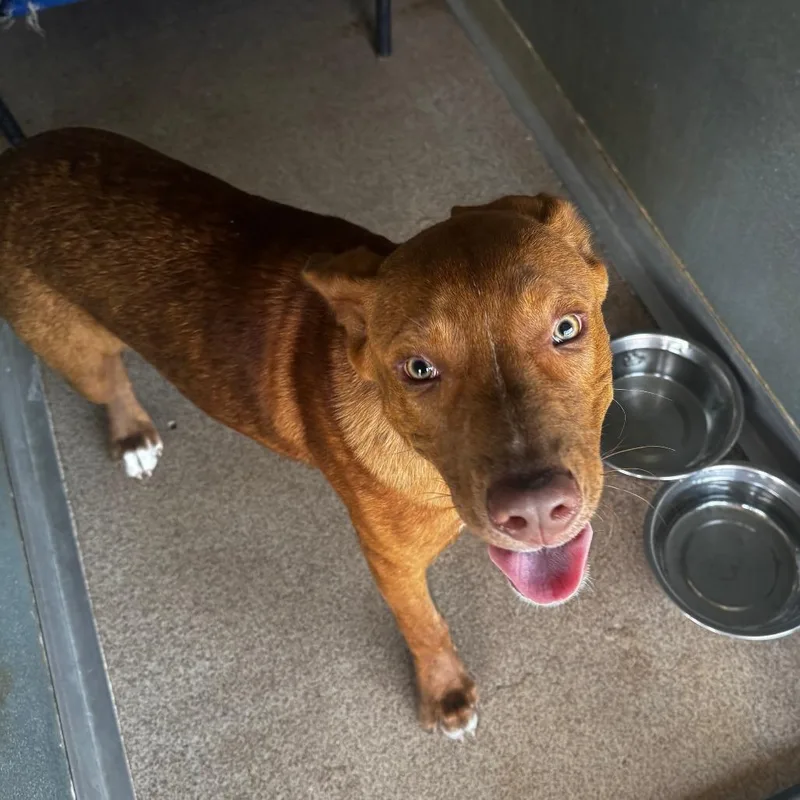 A young medium-sized male Red / Chestnut / Orange Mixed Breed dog named Diesel for adoption in Ardmore, OK