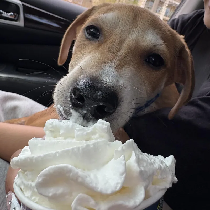 A baby small-sized male Brown / Chocolate Labrador Retriever dog named Rusty for adoption in Fort Collins, CO