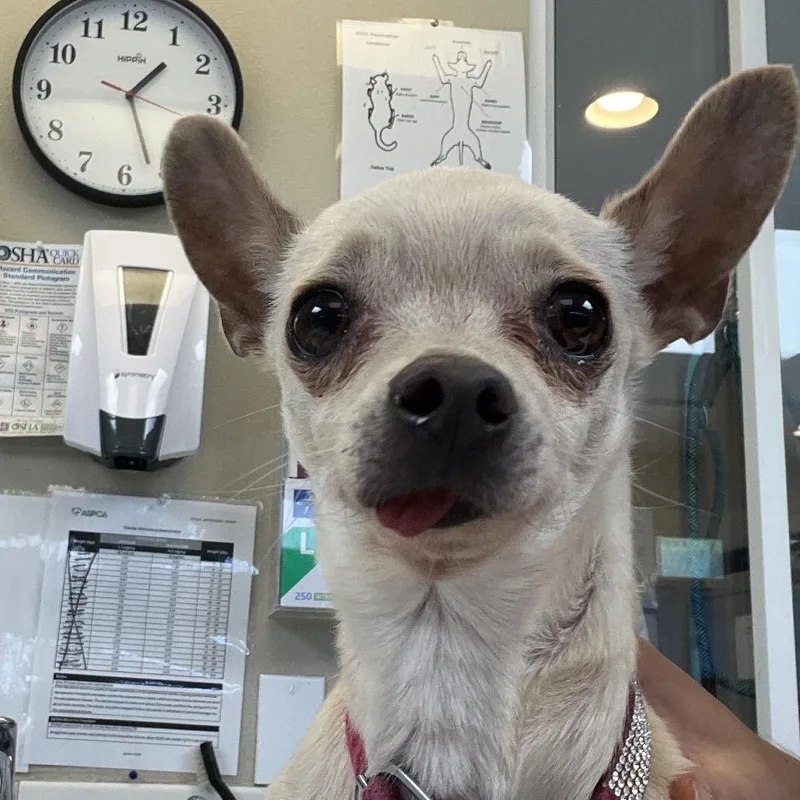 A senior small-sized female Yellow / Tan / Blond / Fawn Chihuahua dog named Gigi for adoption in Ojai, CA