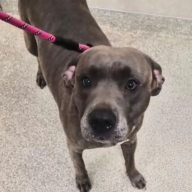 An adult medium-sized female Gray / Blue / Silver Mixed Breed dog named Nina for adoption in Jacksonville, FL