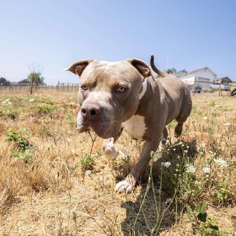 An adult large-sized male Pit Bull Terrier dog named Monte for adoption in Salem, OR