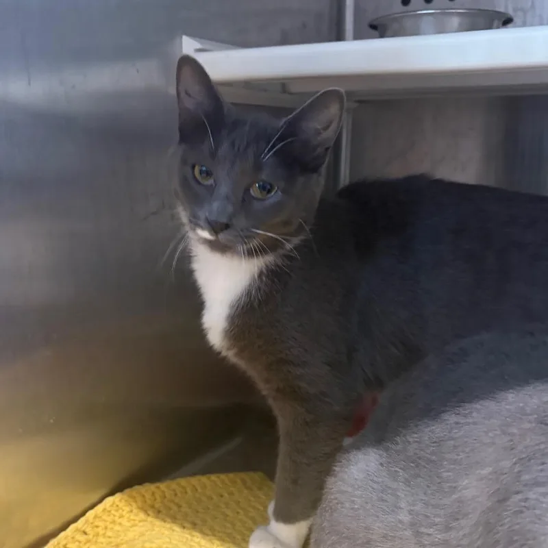 A young medium-sized female Gray / Blue / Silver Domestic Short Hair cat named Solitaire for adoption in Dearborn, MI