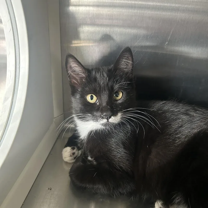 A young small-sized female Black Domestic Short Hair cat named Delilah for adoption in Washburn, MO