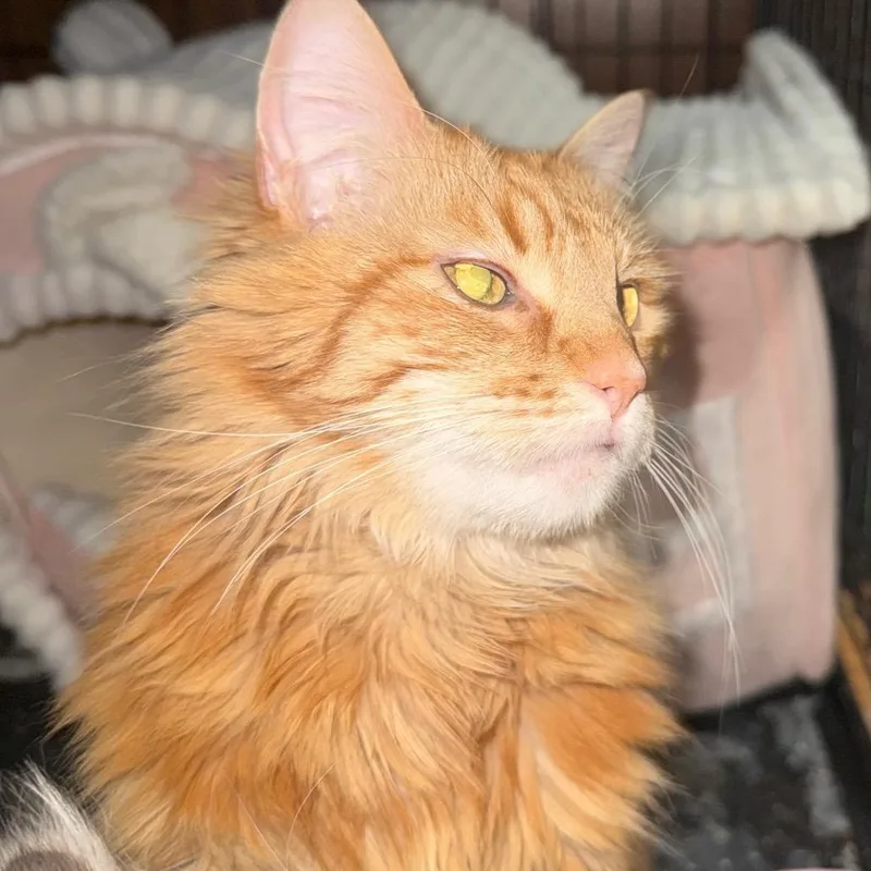 An adult small-sized female Orange / Red Domestic Long Hair cat named Vasco Carter for adoption in Eagle Mountain, UT