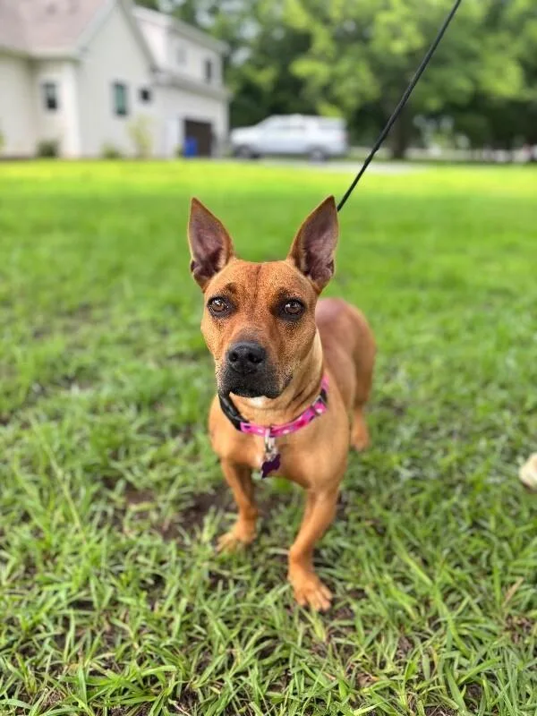 An adult medium-sized female Yellow / Tan / Blond / Fawn Dachshund dog named Sasha for adoption in Aiken, SC