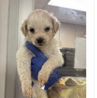 A baby medium-sized female Poodle dog named Eggplant for adoption in Copiague, NY