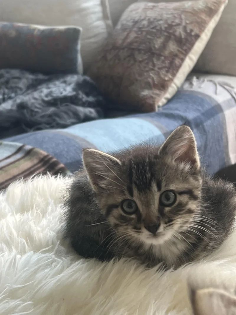 A baby medium-sized male Tabby (Brown / Chocolate) Domestic Short Hair cat named Willie for adoption in Farmington, MN