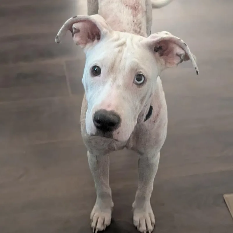 A young medium-sized female White / Cream Pit Bull Terrier dog named Dolly aka Fleur de for adoption in Austin, TX