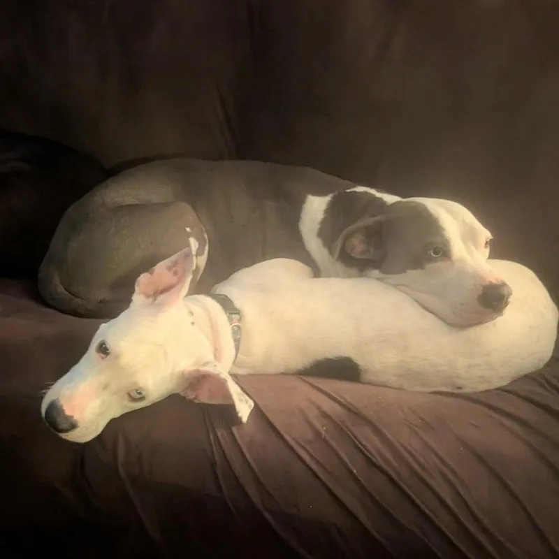 Dolly aka Fleur de thumbnail 3
