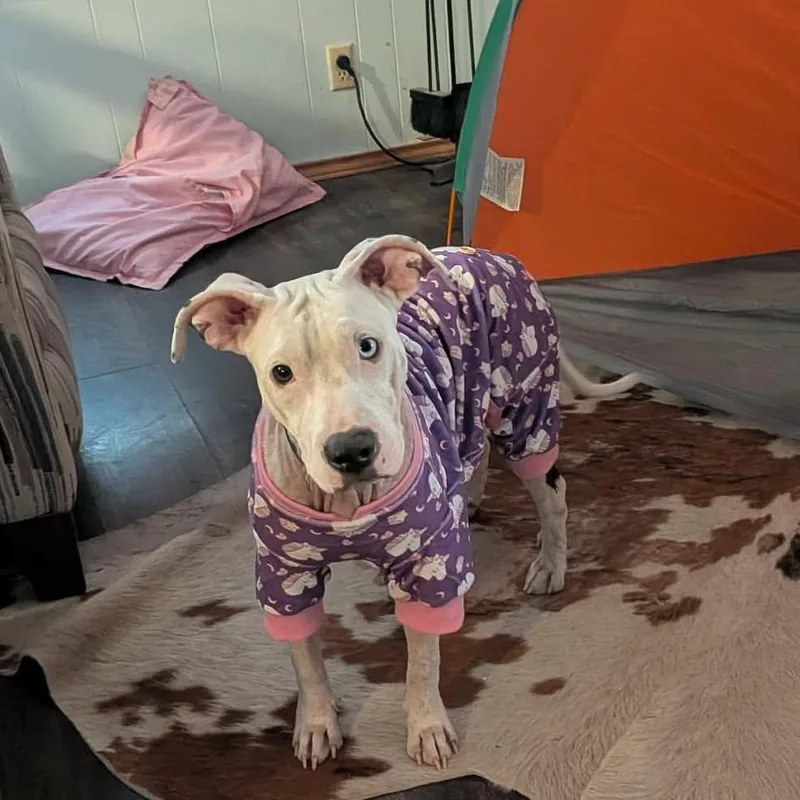 Dolly aka Fleur de thumbnail 6