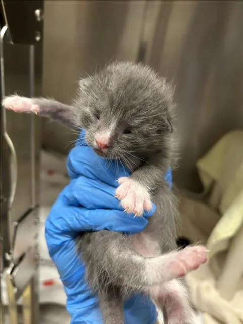 A baby small-sized male Domestic Short Hair cat named Medovik for adoption in Derwood, MD