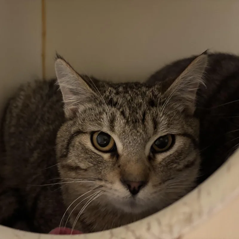 An adult medium-sized male Brown / Chocolate Domestic Short Hair cat named Solaris  Home To for adoption in South Elgin, IL
