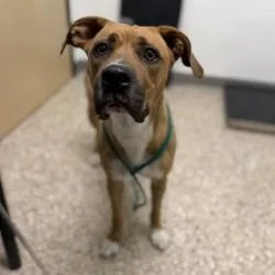 An adult large-sized female Apricot / Beige Pit Bull Terrier dog named Doja for adoption in Bullhead City, AZ