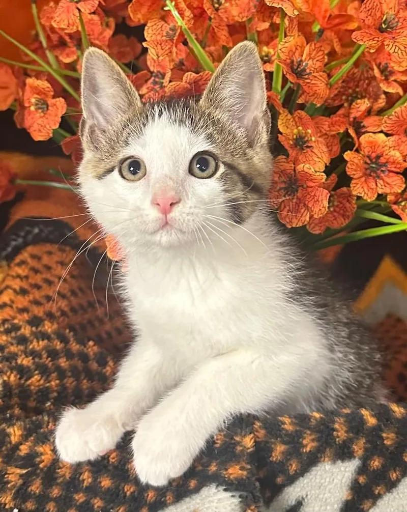 A baby small-sized male Domestic Short Hair cat named Mint for adoption in Stillwater, OK