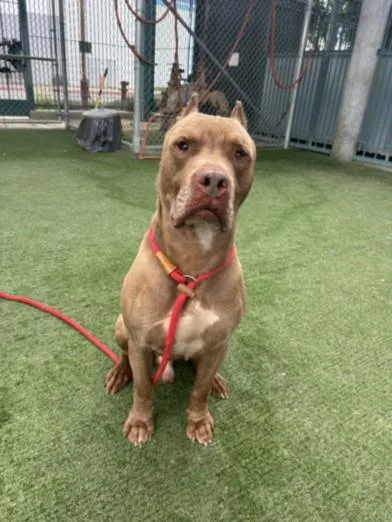 A senior large-sized male Pit Bull Terrier dog named Copper for adoption in Chatsworth, CA