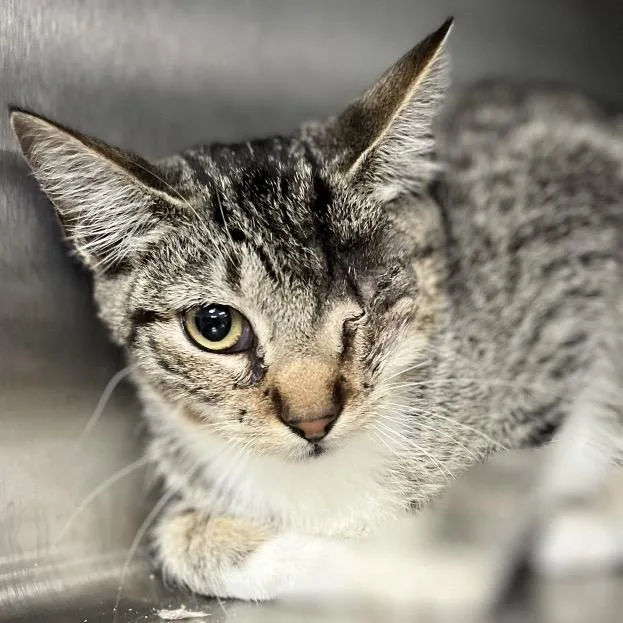 A baby small-sized male Brown / Chocolate Domestic Short Hair cat named Uno for adoption in Lakeland, FL