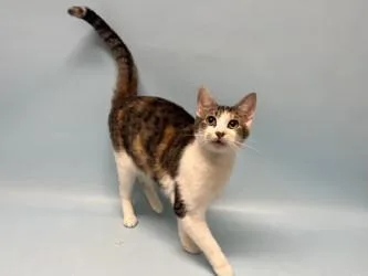 An adult small-sized female Domestic Short Hair cat named Vhagar for adoption in Woodbury, MN