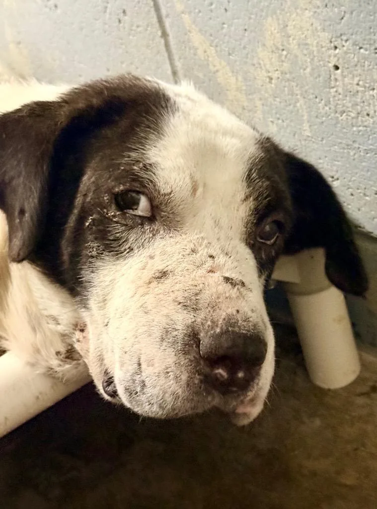 An adult large-sized male Anatolian Shepherd dog named Bandit for adoption in North Vernon, IN