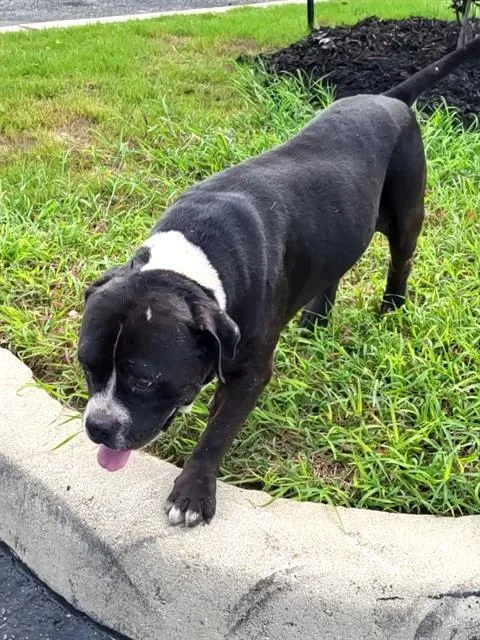 An adult large-sized male American Staffordshire Terrier dog named Oso for adoption in San Antonio, TX