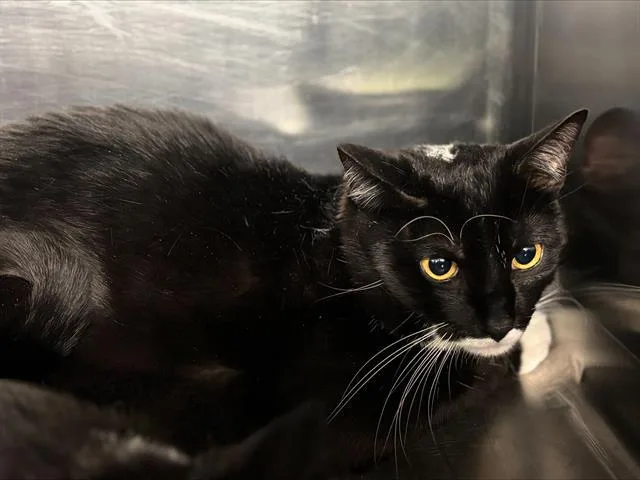 A young large-sized male Domestic Short Hair cat named Pool Boy for adoption in Grand Prairie, TX