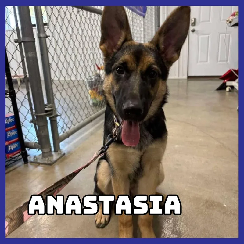 A baby medium-sized female Black German Shepherd Dog dog named Anastasia for adoption in Glenwood, MN
